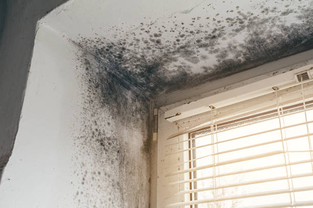 Affordable Attic Mold Remediation solutions in Highlands, NJ